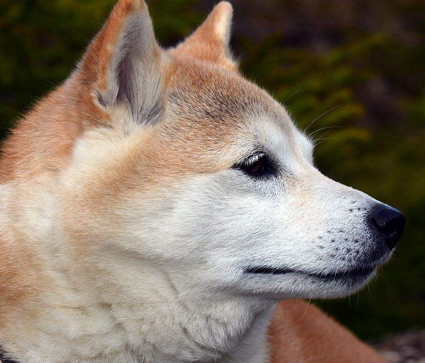 挪威布哈德犬图片图片