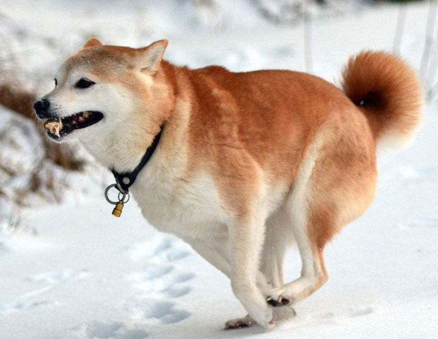 挪威犬布哈德图片