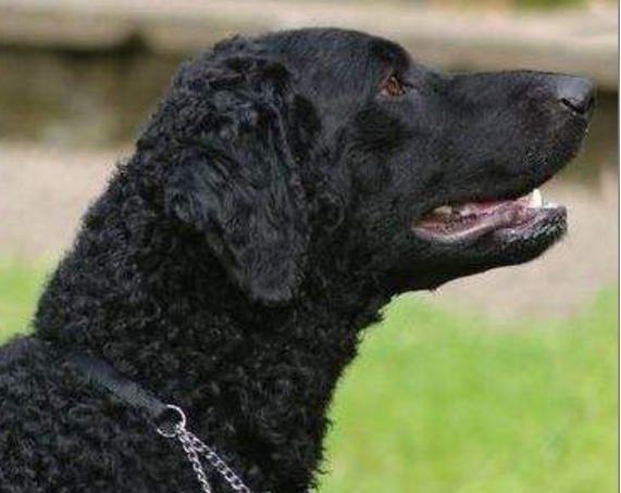 忠诚可爱又会撒娇的卷毛寻回犬,绝对是养犬首选