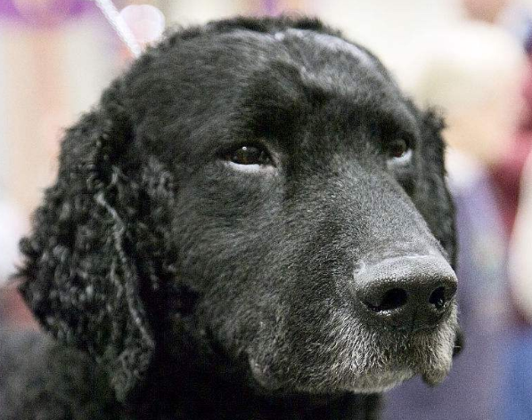 忠诚可爱又会撒娇的卷毛寻回犬,绝对是养犬首选