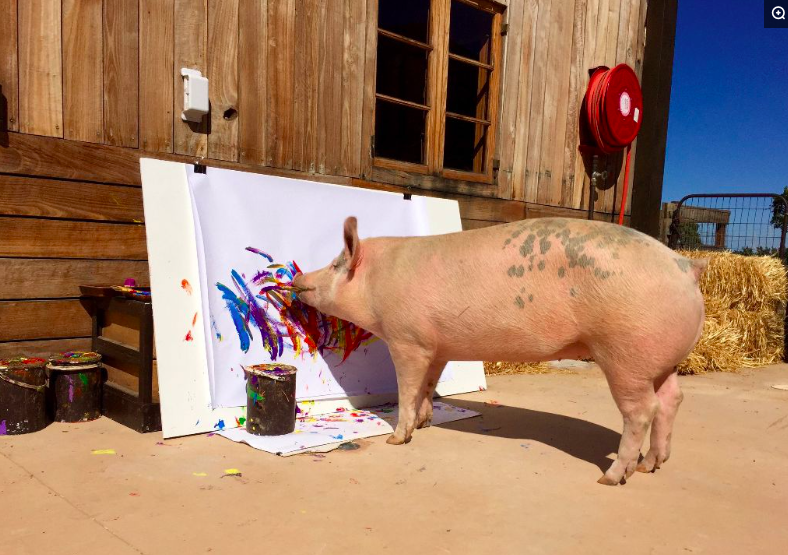 400多斤大肥猪被誉为"猪加索",用嘴做画卖到近3万元,供不应求