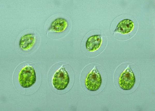 单细胞海藻活体培养获突破性进展