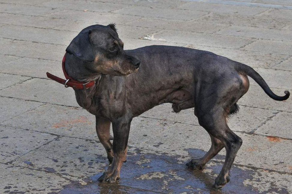 温顺霸气又会卖萌的弗莱特寻回犬,看家护院必备