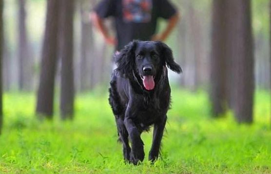 温顺霸气又会卖萌的弗莱特寻回犬,看家护院必备
