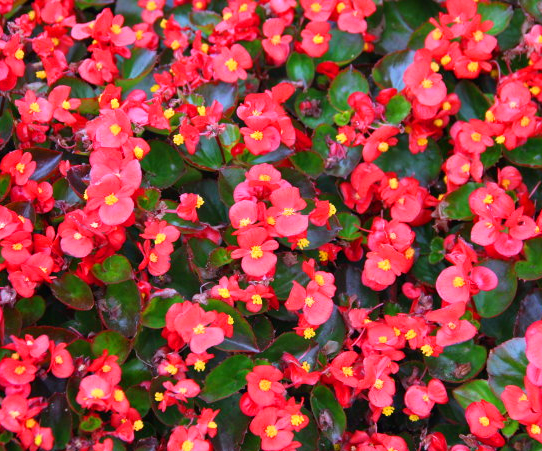 四季秋海棠为室内外装饰的主要盆花之一