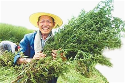 农村大人给小孩洗澡用的东西,能够清热解毒,你认识吗?