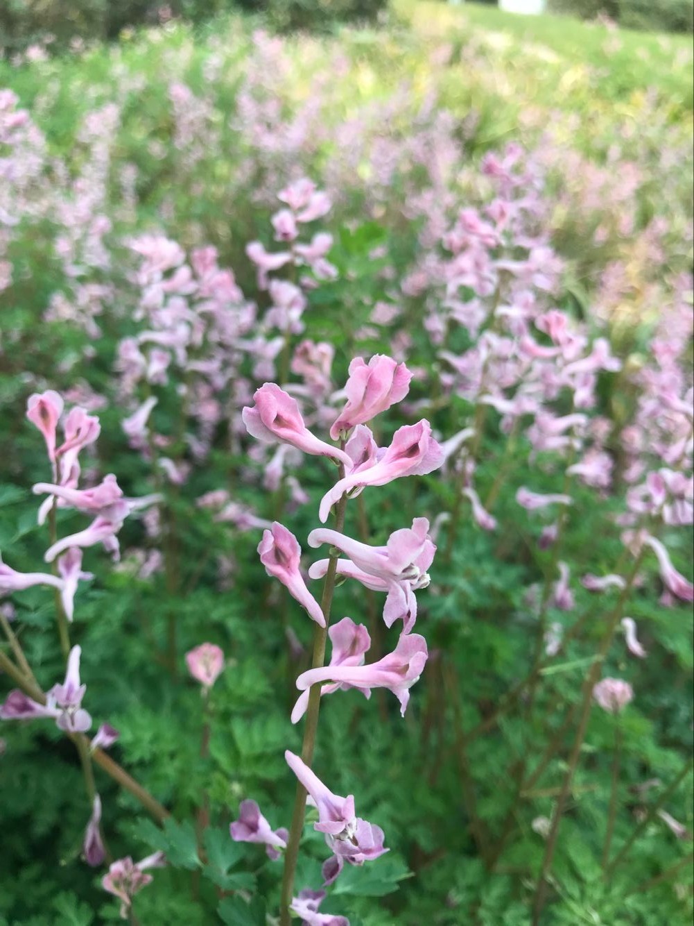 看图识草药——夏天无