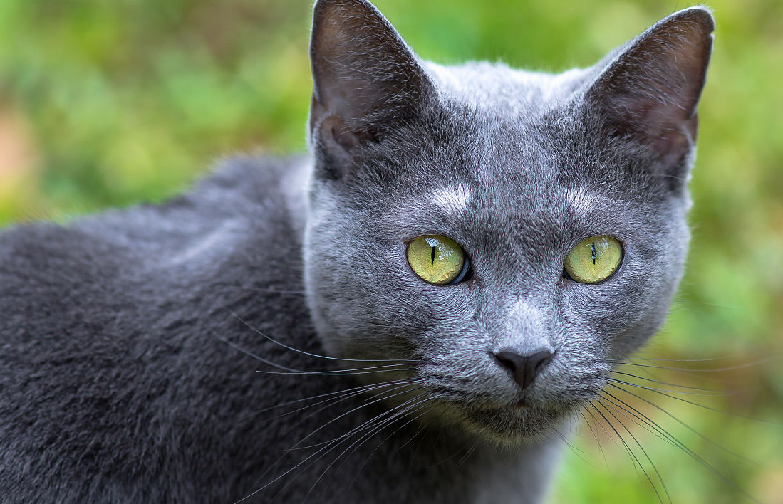 神秘高贵又爱抱大腿的俄罗斯蓝猫,绝对是养猫首选