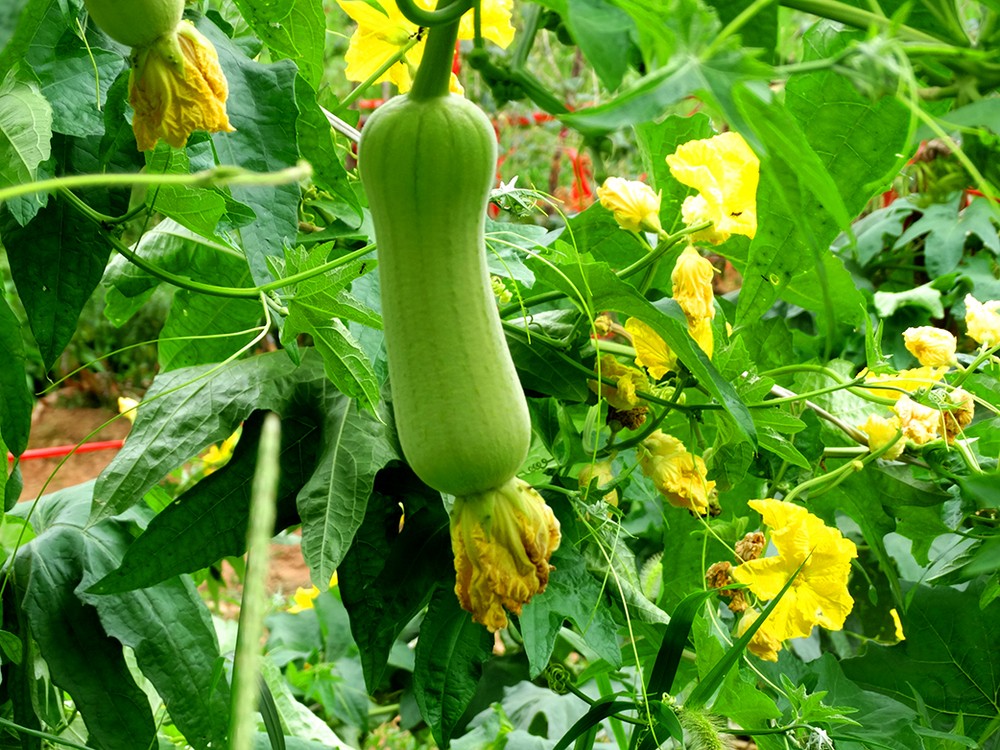 山上的四大野草,有治疗痛风的功效,来看看是哪几种野草!