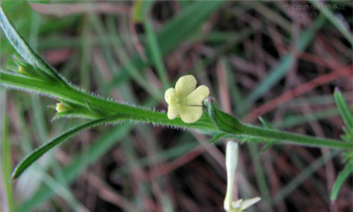 农村地里一种常见的野草,能吃能入药,却不受农民待见
