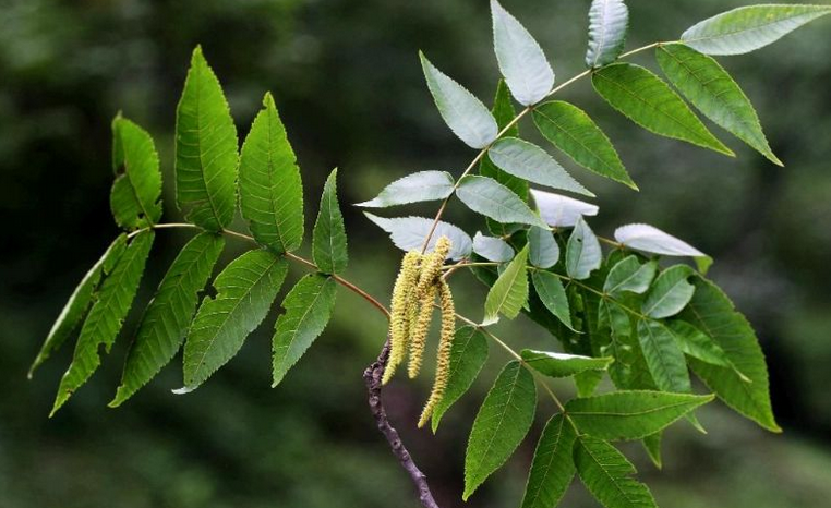 中国荒野维生食物之野菜系列:胡桃楸