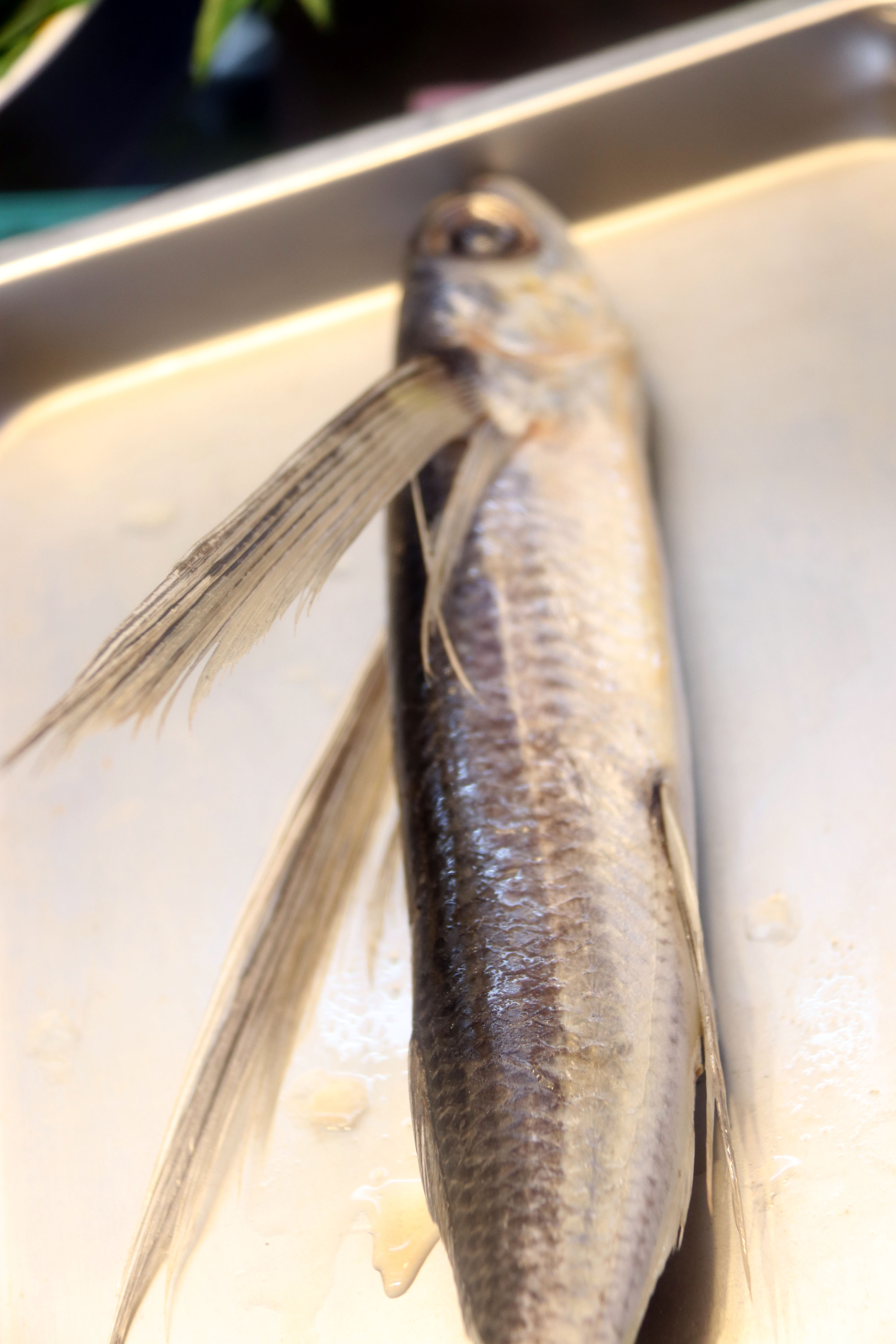 长翅膀的飞鱼,你们吃过吗?