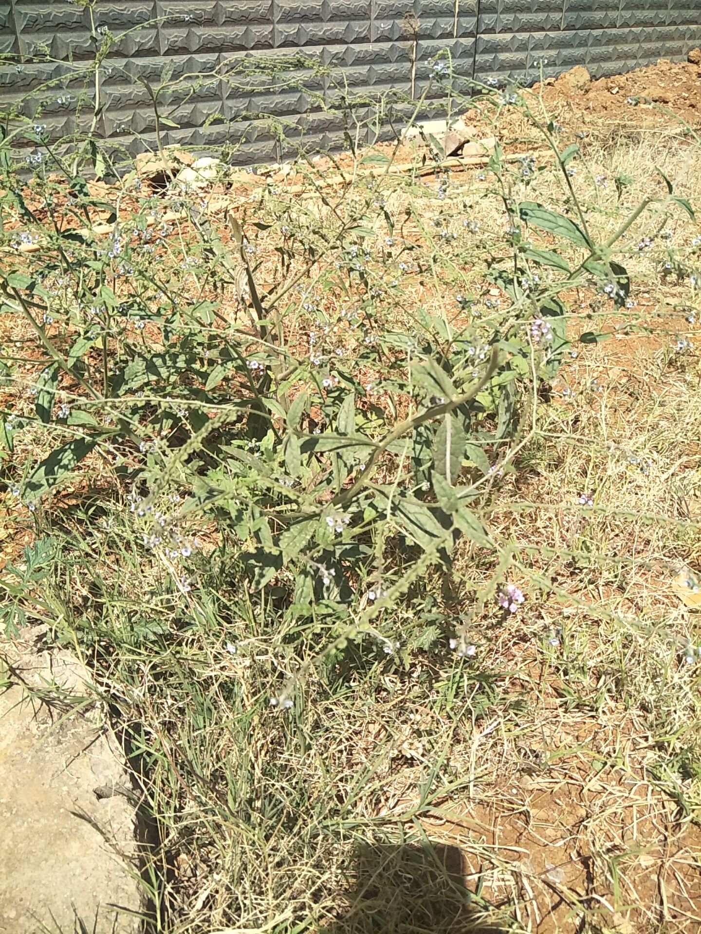 狗屎萝卜琉璃草,全身上下都是宝,通便利尿跌打损伤多疾病能治疗