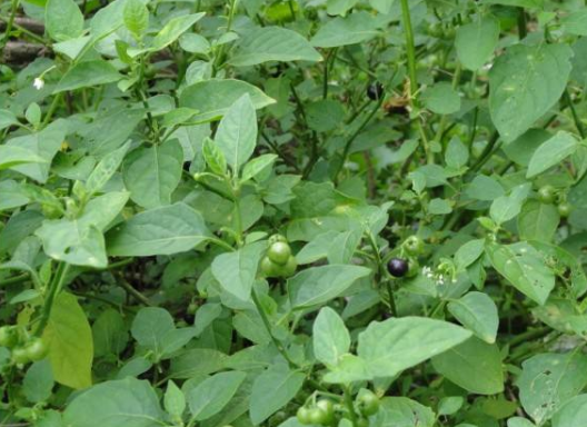 路边这没人要的"龙葵叶",别错过了,它可是城里人餐桌上的美味