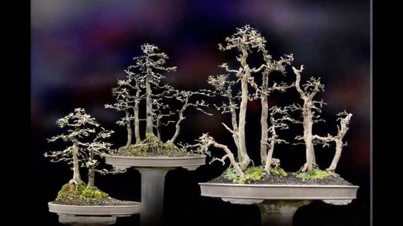 丛林式盆景欣赏,定不让你失望