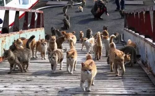 泰迪受伤了,主人:被一群流浪猫给揍了,我都觉得很丢人