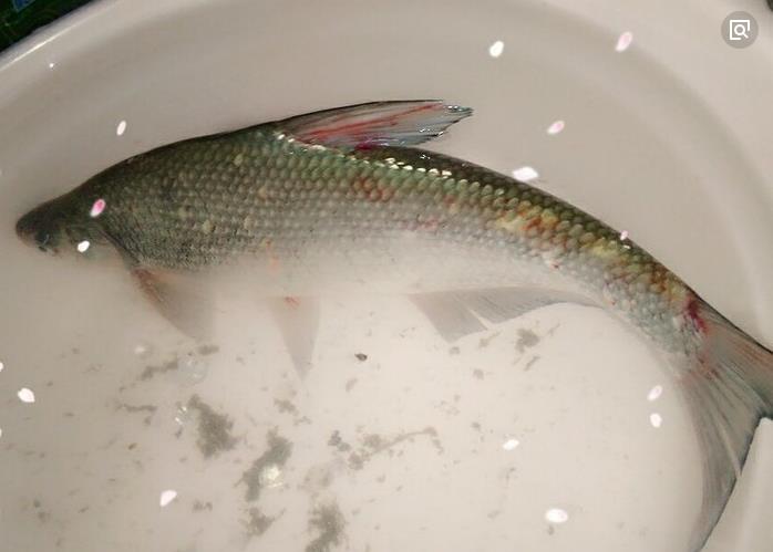 长春鳊最肥,吃起来,又肥而不腻!