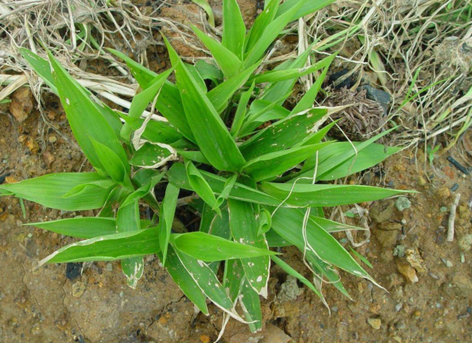 农村这种形似竹叶的野草,山区农民才认识,如今30元一斤成稀罕物