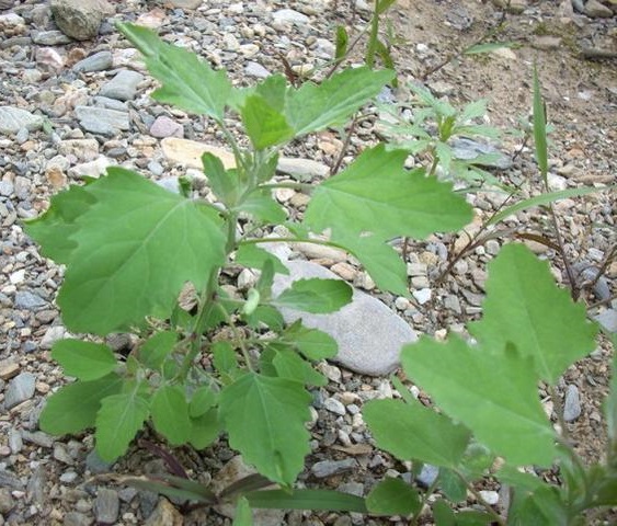 农村路边的这种野草价值不菲,能治疗口腔异味,可惜农村人不知道