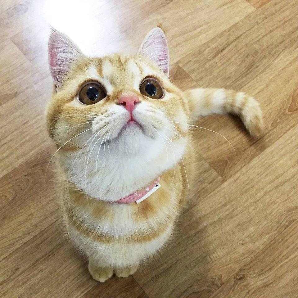 竟有如此可爱的橘猫一枚,网友:抱抱亲亲,想带走!