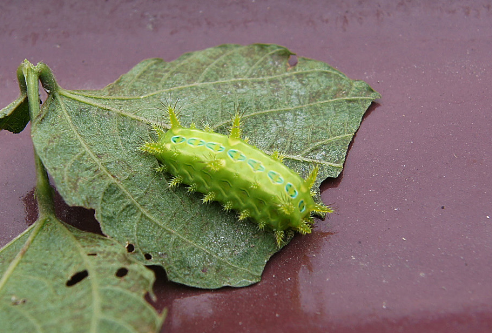 在农村千足虫经常可以爬进屋中,一般被千足虫爬过的地方都要好好清理
