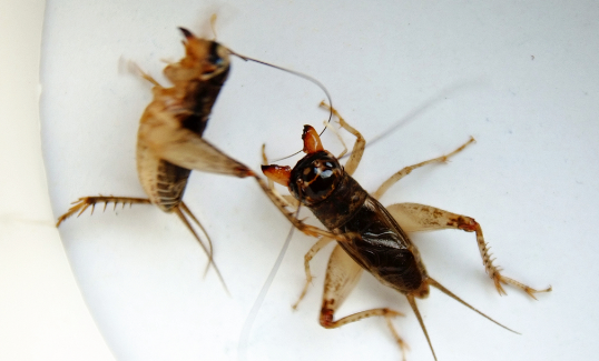在农村千足虫经常可以爬进屋中,一般被千足虫爬过