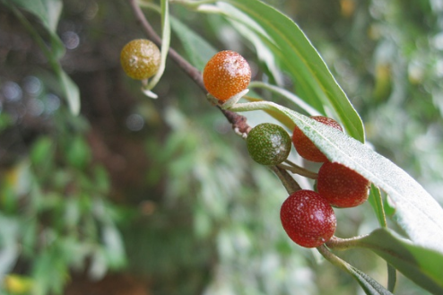 小时候常吃的这4种野果,你还记得吗?如今可是想吃都很难了