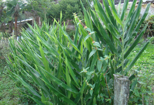 据《本草纲目》记载,洋火姜不仅可作为蔬菜食用,有活血调经,镇咳