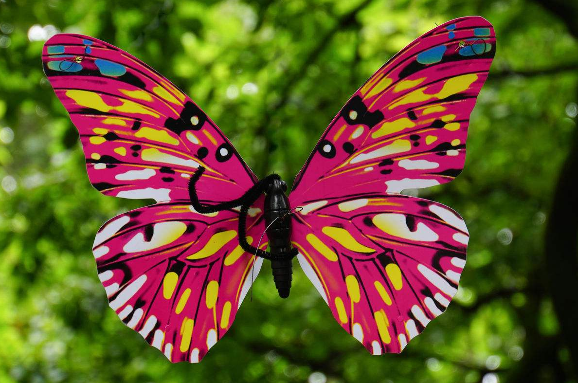 生态科学:濒临灭绝的蝴蝶恢复计划在圣地亚哥进行!