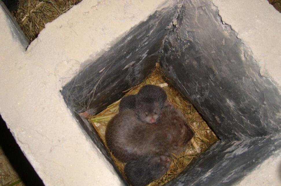 从母鼠身体特征鉴别母鼠是否怀孕