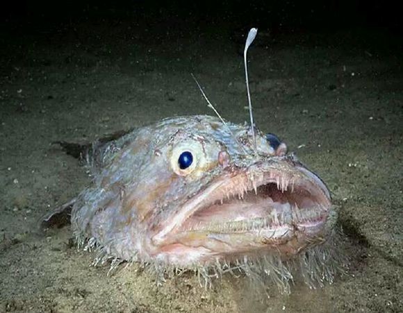 藤壶  藤壶是附在岩石上生长的,一簇簇灰白色,有