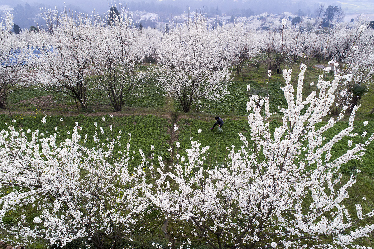 航拍成都蒲江樱桃山:漫山遍野樱桃花怒放,置身花海宛若畅游仙境