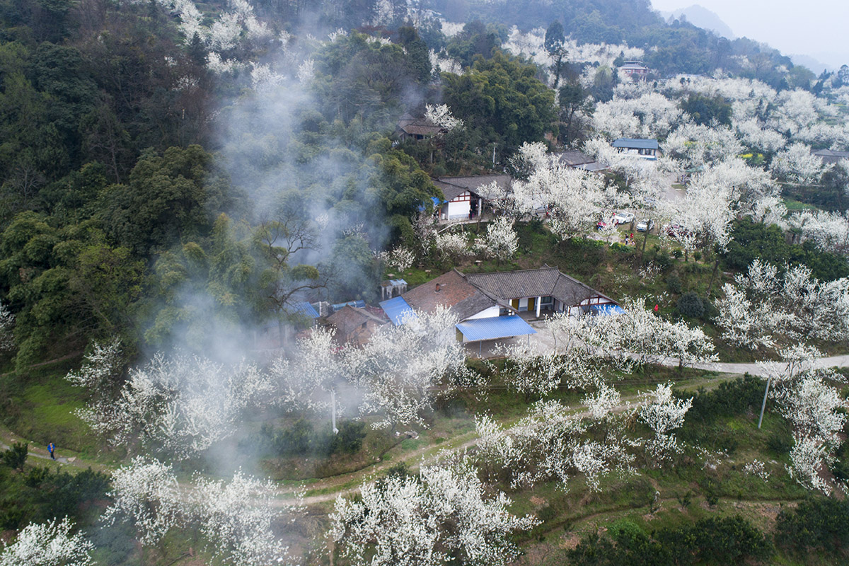 航拍成都蒲江樱桃山:漫山遍野樱桃花怒放,置身花海宛若畅游仙境