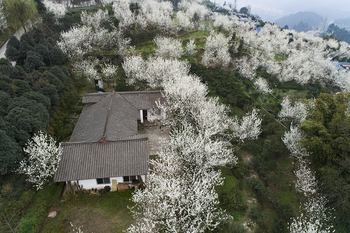 蒲江县樱桃山图片