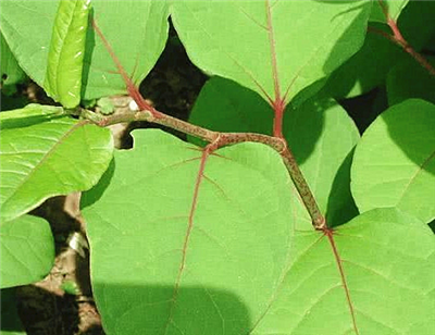 农村这种具有止咳化痰功效的植物,你知道名字吗?