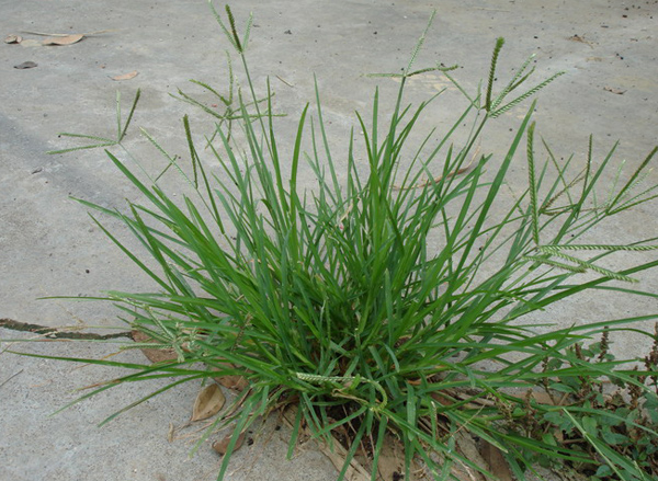 农村这种"厚脸皮"的野草,是穷人的防病草,如今一斤12成稀罕货