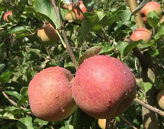 四川的这个特产水果——小金苹果,你有吃过吗