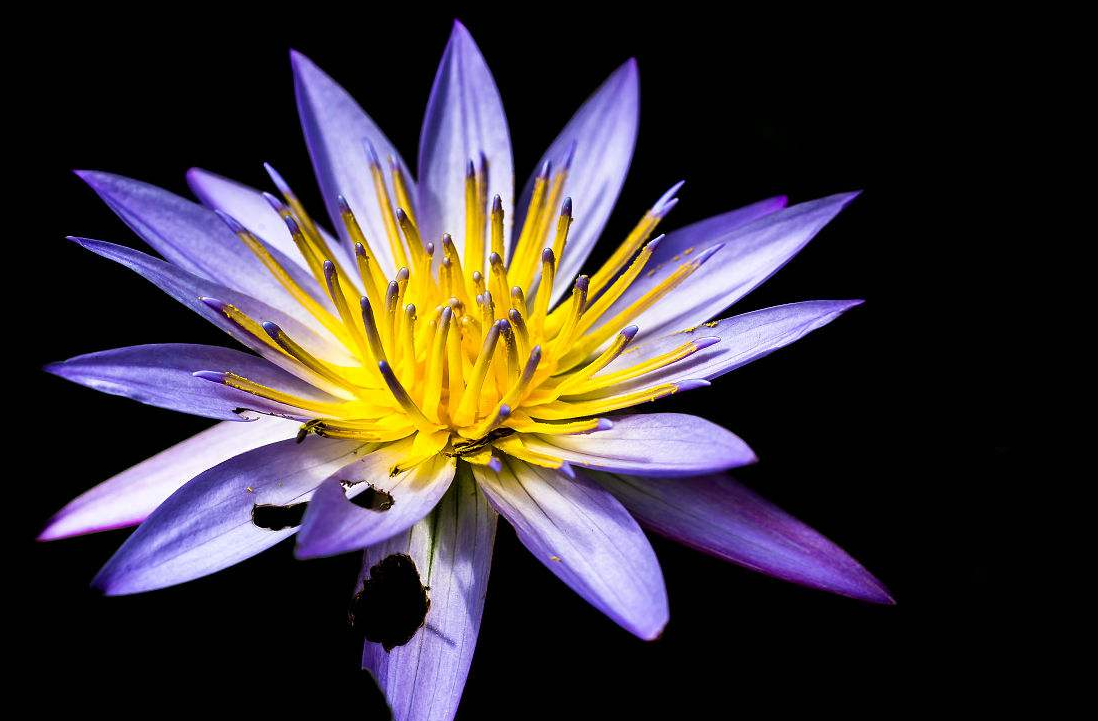 传说中的黑睡莲,原来竟是长这个样子