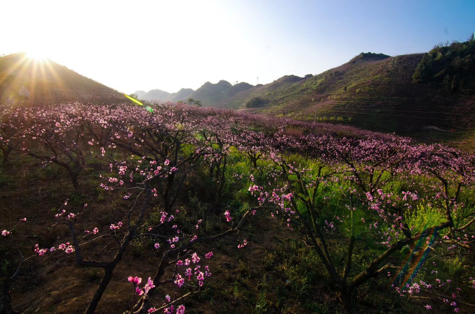 鳌峰山桃花谷图片