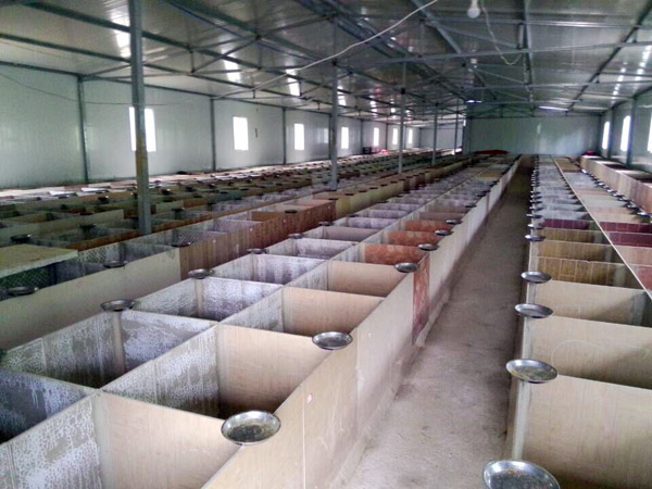 竹鼠养殖圈舍的建造