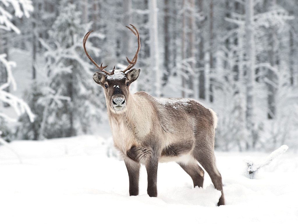 俄国人虽然打了个败仗,但还是签了个不算差的条约!