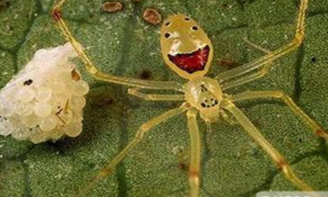 快乐的脸蜘蛛,酷似一张人脸而得名