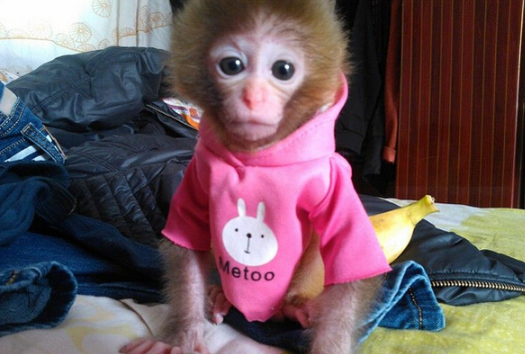日本袖珍石猴小猴子图片