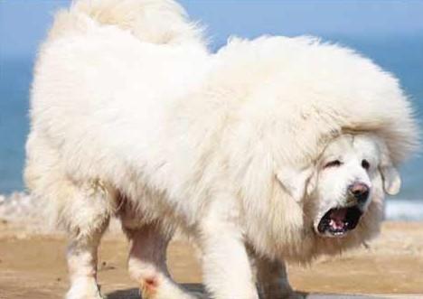 雪獒:基本信息与形态特征介绍