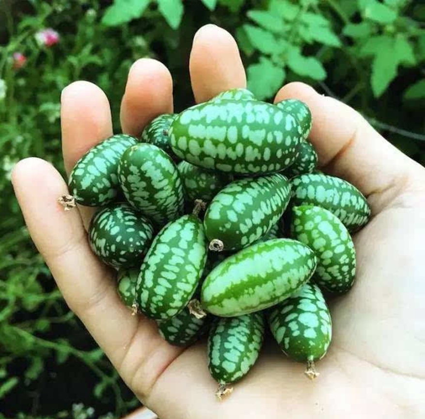 世上最奇葩西瓜:图2不忍下口,图3无力消费,最后一个切开想打人