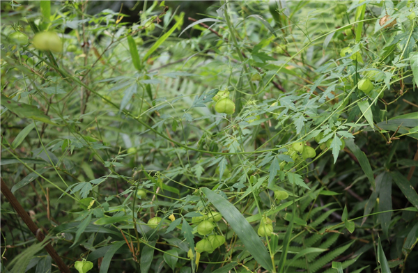 这种野草叫倒地铃,全草可药用,有清热解毒,消肿止痛的功效