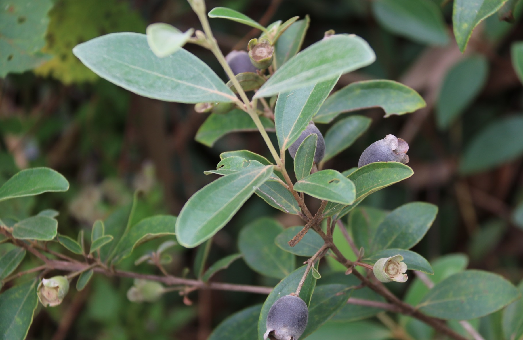 刚刚采摘下来的"捻子"清清凉凉的非常好吃,完全是纯天然的味道