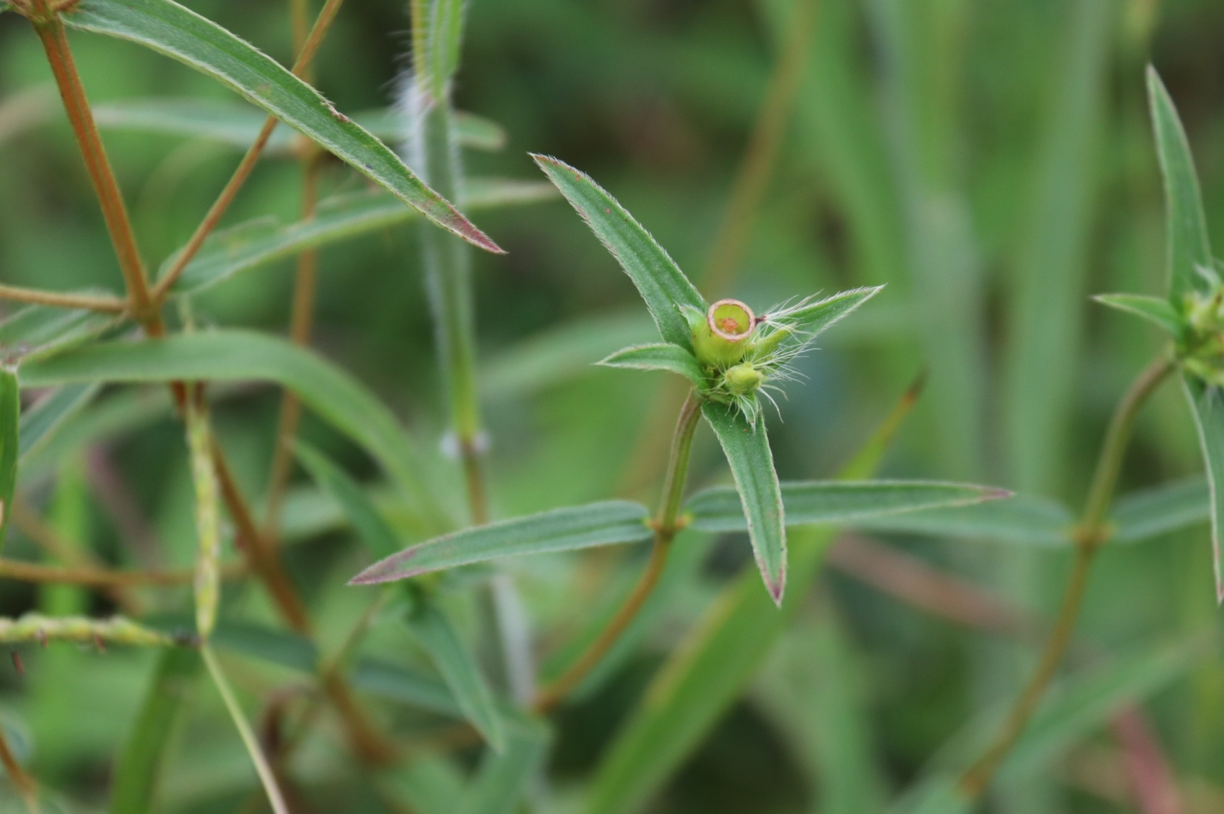 这种野花名叫"金锦香",全草入药,能清热解毒,收敛止血