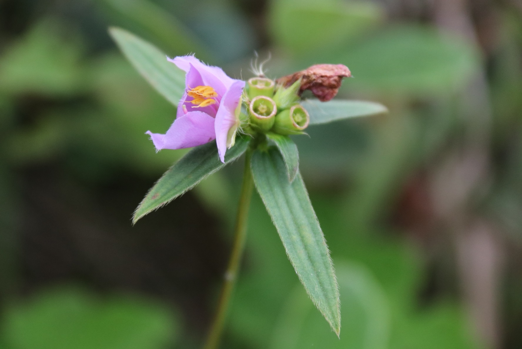 这种野花名叫"金锦香",全草入药,能清热解毒,收敛止血