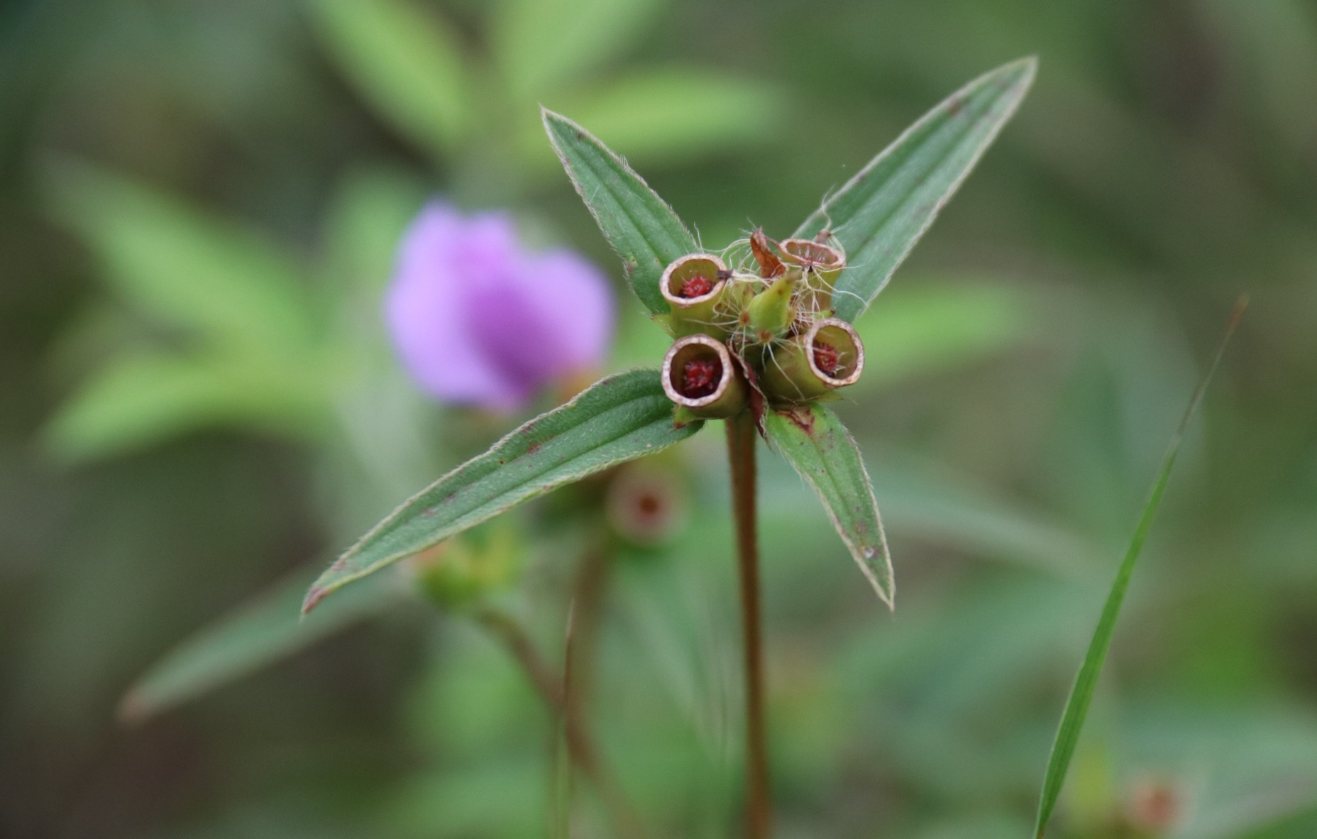 这种野花名叫"金锦香",全草入药,能清热解毒,收敛止血